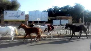 Maharawal brijraj singh ji jaisalmer horses [upl. by Tristan965]