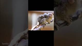 Pygmy Marmoset Monyet Terkecil di Dunia [upl. by Heger293]