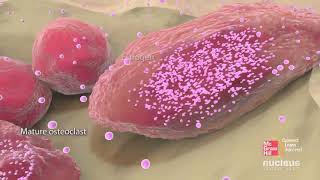 Bone cells and bone formation [upl. by Quintie]