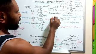 MUSCLEBLOOD SUPPLY AND NERVE INNERVATION OF THE LEG [upl. by Aryhs]