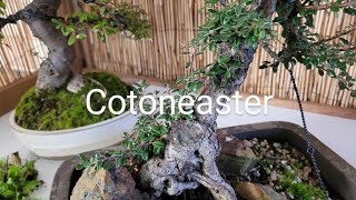 Cotoneaster the Bacon sandwich of Bonsai [upl. by Yuji624]