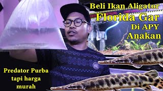 MUMER Beli Aligator Florida Gar di APY dapat 2 Ekor koleksi Bos Bos Qu [upl. by Idnek]