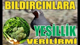 Bıldırcınlara Yeşillik Verilirmi [upl. by Skardol]