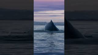 Humpbacks Fluking at Sunset Monterey Ca [upl. by Tiana]