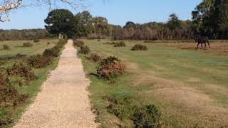 Tractors and Unicorns in The New Forest [upl. by Bobker]