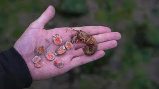 Extremely Satisfying Removing Parasites From Shrimp [upl. by Ennaj]