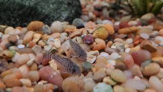 Corydoras feeding time [upl. by Goer104]