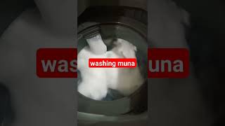 8 kgs Sharp Automatic washing machine [upl. by Mattah]