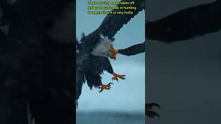 Eagle grabs mouth of other eagle animals eagle eagles shorts [upl. by Adnirol]