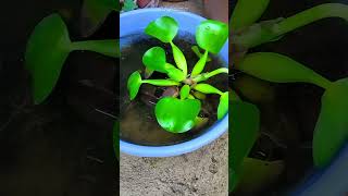 Water Hyacinth Eichhornia Crassipes growing in a Plastic Bowl shorts [upl. by Lleznol562]