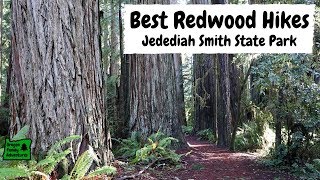 Top Redwood Hikes at Jedediah Smith State Park  Northern California [upl. by Roderigo14]