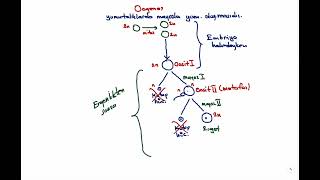 OOGENEZ NEDİR [upl. by Lillywhite]