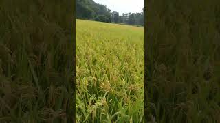 Kheti Kisan short video remix 👍🤘🤘🤘🇮🇳💪💪 [upl. by Nauqet]