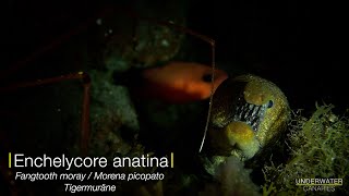 Tiger moray eel  Underwater Canaries [upl. by Ynotna]