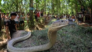 KING COBRA SING LAKI NG HITA NG BATA PART 2 [upl. by Charmain]