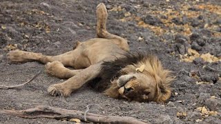 Sekoti lion in poor condition before receiving veterinary care [upl. by Rebeca]