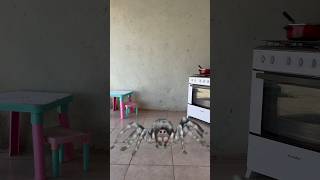 Fugindo do aracnídeo 🕷️ comedias comedyshorts comedy canaldecomedia comedyvideos humor [upl. by Rednal717]