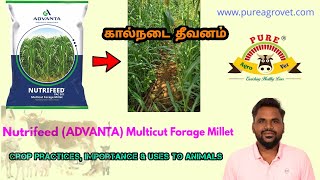 Nutrifeed ADVANTA Multicut Forage Millet  Crop Practices Importance amp Uses to Animals [upl. by Alaik]