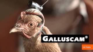 The Stabilization Power of Chicken Heads Featured in New Commercials [upl. by Grannie885]