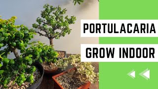 How to Grow Portulacaria Afra Indoors The Easy Method [upl. by Niwle]