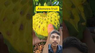 Atemoya fruit atemoya fruit fruits recipe food foodlover vlog facts shorts short yt [upl. by Ugo550]