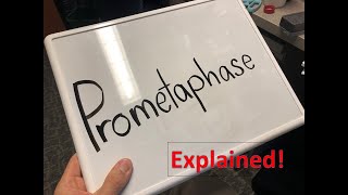 Prometaphase explained [upl. by Cowley]