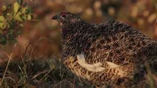 Willow Ptarmigan [upl. by Sachs661]