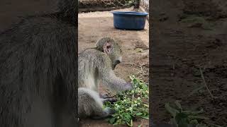 Baby orphan Monkey eats natural forage [upl. by Brote]