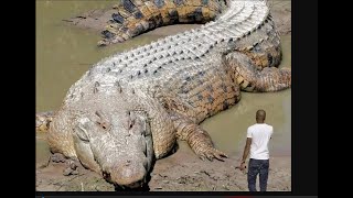 Crocodilo Gigante [upl. by Walkling]