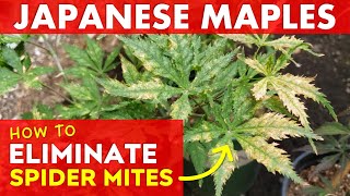 Identify amp Get Rid of Spider Mites on Japanese Maple Trees  Learn How [upl. by Marthe312]