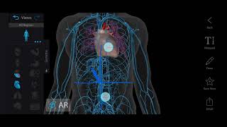 Surface Marking of Portal Vein  Portal Vein Anatomy  Abdomen Anatomy [upl. by Lela]