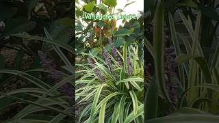 Variegated Liriope Gardens and Palms [upl. by Lohner]