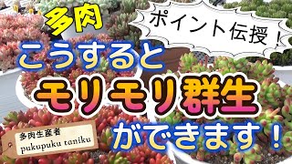 こうするとモリモリ群生ができます！ポイント伝授！！ 多肉生産者「pukupuku taniku」 [upl. by Lenoyl]