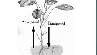 Acropetal and Basipetal in hindi  by simplified material shorts [upl. by Carnahan837]