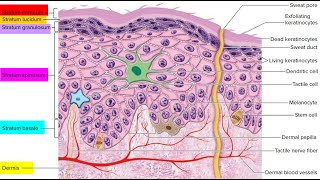 Short notes on the cells of the Epidermis Keratinocytes Melanocytes Langer han cells Merkel cell [upl. by Elmina]