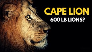 Cape Lion  600 lb Lions [upl. by Berthold321]