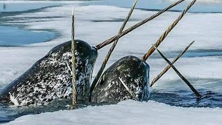 What is the purpose of the narwhal’s tusk An interesting fact you might not know [upl. by Seka]