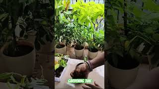 Lets grow Foliage plants gardening time shortsfeed viralshort trending gardengourmet [upl. by Cavan]