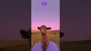 Sheeps Facts youtubeshorts viralshorts [upl. by Barclay749]