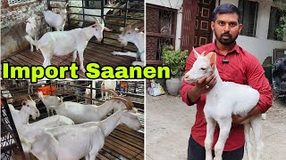 Extreme Level Saanen Female ka khazana The Goats Spot Aurangabad Full Farm Tour [upl. by Shane]