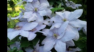 Zjawiskowe powojniki Clematis flower [upl. by Nareht11]