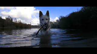 Swiss White Shepherd  bomenpark Hoge vorsel 27102024 [upl. by Gebler560]