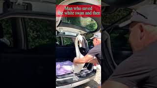 Man who saved the white swan and then shorts swan shortvideo viralvideo animals shortvideo [upl. by Aramoix]