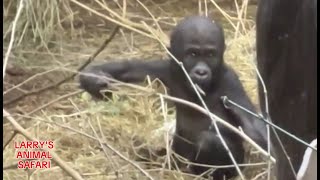 Baby Gorilla  Kunda 47 amp Today’s Jameela Update 42024 [upl. by Myrlene]