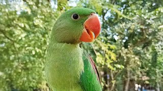 Baby Alexandrine Parrot Voice [upl. by Gough]