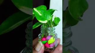 Smallest indoor plant setting pothos indoorplants houseplants diy indoorgardening shorts [upl. by Hylton]