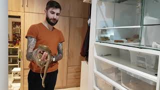 1 year old reticulated python handling [upl. by Mandler]