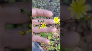 Alpine Hawkweed not Dandelion on the Olympic Peninsula [upl. by Gwendolen552]