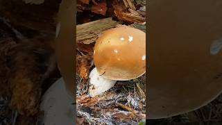 Porcini FUNGHI белыегрибы mushroom boletus funghiporcini boletusedulis borowiki foraging [upl. by Siuqramed]