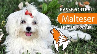 ► Malteser Hund 2019 Rasse Aussehen amp Charakter [upl. by Noiztneb]